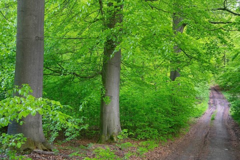 Trail in the forest near the headwaters of the Hunte in the Teutoburg Forest, Oldendorf, Buer,
