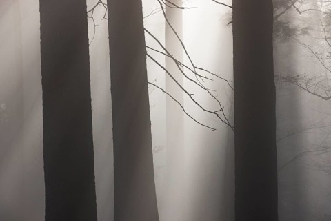 Tree trunks in morning fog with sunbeams, autumn forest, Mondseeland, Salzkammergut, Upper Austria,