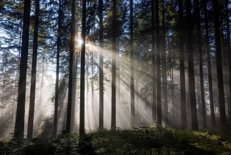 Picea abies, spruce forest in morning fog with sunrays, autumn forest, Mondseeland, Salzkammergut,