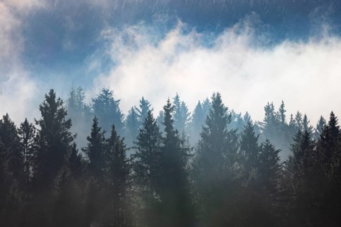 Autumn landscape, coniferous forest in morning fog, Mondseeland, Salzkammergut, Upper Austria,