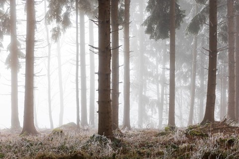 Autumn landscape, forest covered in fog with hoarfrost, Mondseeland, Salzkammergut, Upper Austria,
