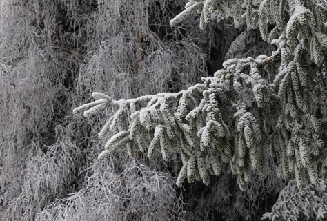 Winter forest, conifer covered with hoarfrost, Mondseeland, Salzkammergut, Upper Austria, Austria
