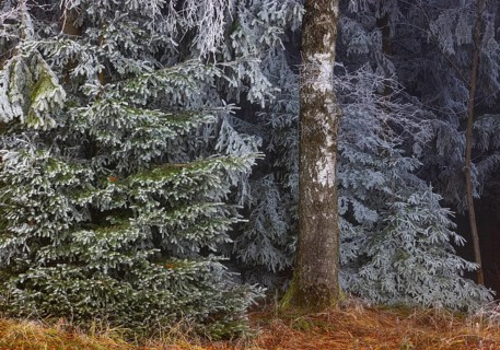 Winter, birch trunk and spruce branches covered with hoarfrost, Mondseeland, Salzkammergut, Upper