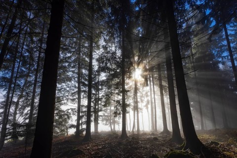 Picea abies, spruce forest in morning fog with sunrays, Mondseeland, Salzkammergut, Upper Austria,