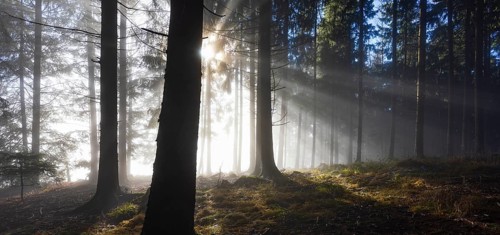 Spruce forest in morning fog with sun rays in autumn, Mondseeland, Salzkammergut, Upper Austria,