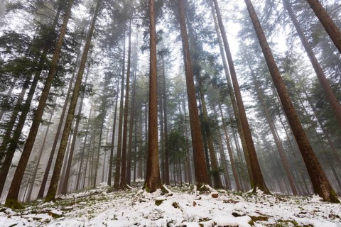 Picea abies, spruce forest in fog looking up into the treetops, winter, Mondseeland, Salzkammergut,
