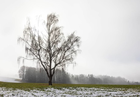 Large willow tree with drooping branches on snow-covered meadow in fog, Mondseeland, Salzkammergut,