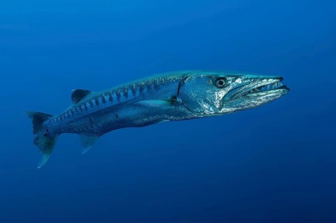 Underwater photo close-up of Great barracuda (Sphyraena barracuda) stands floating directly in