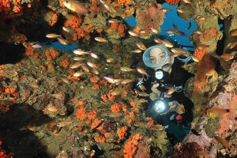 Underwater photo Diver looking through rust-eaten wall of shipwreck illuminated Jewelled Bannerfish