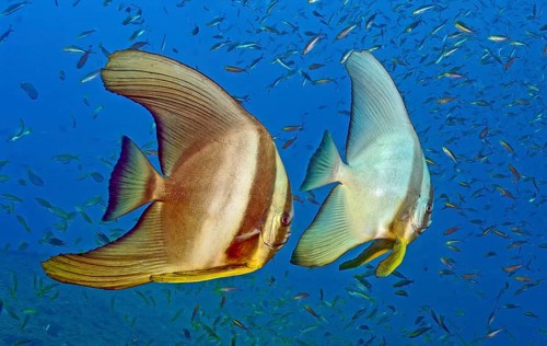 Underwater photo Pair of semi-adult round-headed batfish (Platax orbicularis) behind a school of