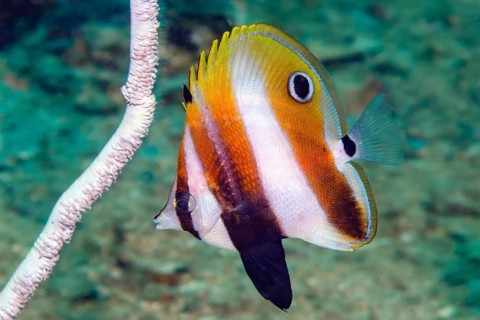 Underwater photo of Juvenile form juvenile highfin coradion (Coradion altivelis) from family