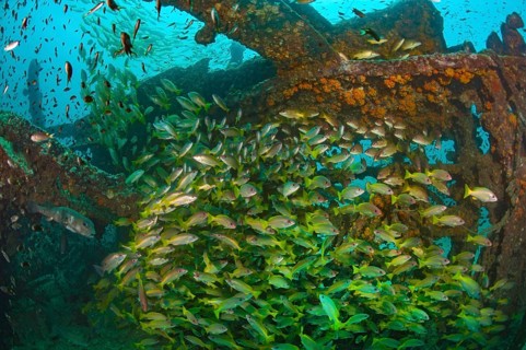 Underwater photo of school of common snapper (Lutjanis lutjanus) on Boonsung wreck of sunken former