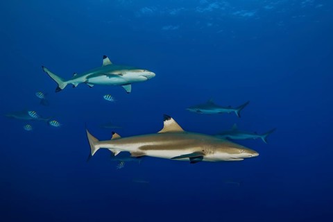 Underwater photo large specimen of blacktip reef shark (Carcharhinus melanopterus) blacktip reef