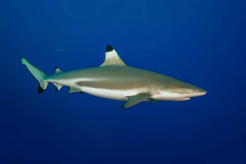 Underwater photo of large blacktip reef shark (Carcharhinus melanopterus) Blacktip reef shark