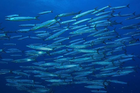 Underwater photo of school of Bigeye Barracuda (Sphyraena forsteri) Bigeye Barracuda swimming