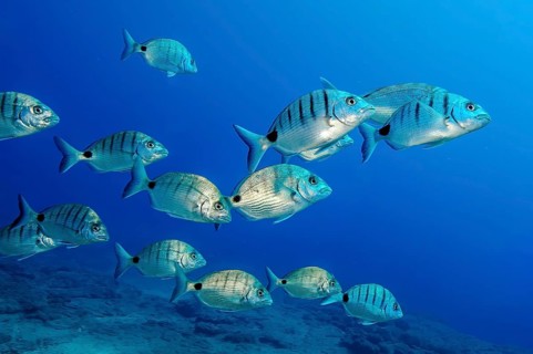 Underwater photo of small school of fish Lined striped seabream (Diplodus sargus), East Atlantic,