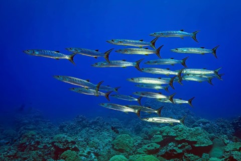 Underwater photo of group school of Blackfin Barracudas (Sphyraena qenie) Darkfin Barracudas