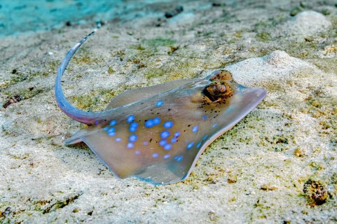Underwater photo close-up of Kuhl's stingray (Neotrygon kuhlii) Grey stingray Blue-spotted