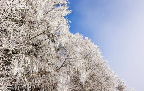 Winter forest, branches of a deciduous tree covered with hoarfrost, Mondseeland, Salzkammergut,