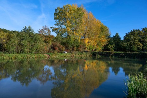 Autumnal poplars (Populus) in front of a carp pond, Beerbach, Middle Franconia, Bavaria, Germany