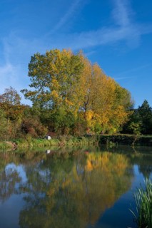 Autumnal poplars (Populus) in front of a carp pond, Beerbach, Middle Franconia, Bavaria, Germany