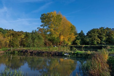 Autumnal poplars (Populus) in front of carp ponds, Beerbach, Middle Franconia, Bavaria, Germany