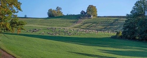 Flock of sheep (Ovis gmelini aries) grazing in a meadow, Tauchersreuth, Middle Franconia, Bavaria,
