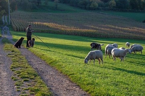 Shepherd with his dogs herding his flock of sheep (Ovis gmelini aries) in a meadow, Tauchersreuth,