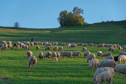 Shepherd tending his flock of sheep (Ovis gmelini aries) in a meadow, Tauchersreuth, Middle