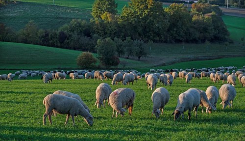 Flock of sheep (Ovis gmelini aries) grazing in a meadow in the evening light, Beerbach, Middle