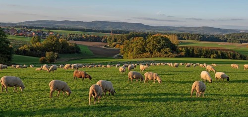 Flock of sheep (Ovis gmelini aries) grazing in a meadow in the evening light, Franconian