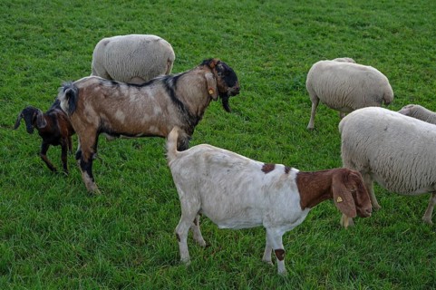 Goats in a flock of sheep in a meadow, Beerbach, Middle Franconia, Bavaria, Germany