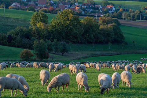 Flock of sheep (Ovis gmelini aries) grazing in a meadow in the evening light, behind Beerbach,