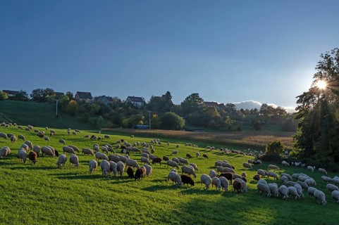 Flock of sheep (Ovis gmelini aries) grazing in a meadow in the evening sunlight, Tauchersreuth,