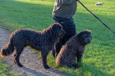 Shepherd with his two herding dogs, Franconia, Bavaria, Germany