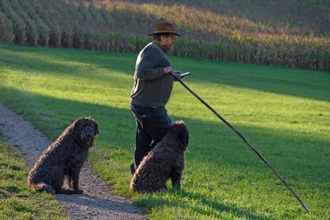 Shepherd with two German Shepherd Dogs herding his flock of sheep (Ovis gmelini aries) in a meadow,