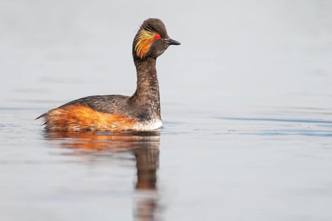 Black-necked Grebe (Podiceps nigricollis) in its plumage, Goldenstedter Moor, Goldenstedt, Lower