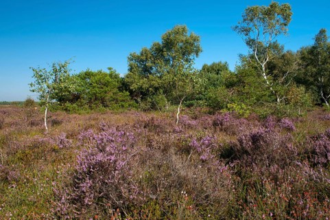Blühende Heide im Moor, Rehdener Geestmoor, Rehden, Lower Saxony, Germany