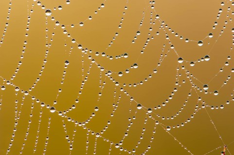 Dew drops in a spider web, Goldenstedt, Lower Saxony, Germany