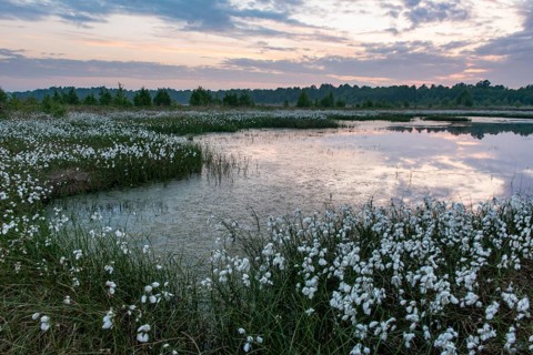 Fruiting cotton grass in the moor in spring, Oldenburger Münsterland, Goldenstedt, Lower Saxony,
