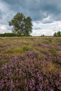 Blühende Heide im Moor, Rehdener Geestmoor, Rehden, Lower Saxony, Germany