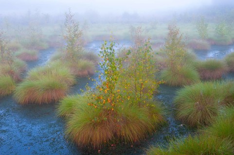 Fog in the moor with bulten, mystique, creepy, Goldenstedter Moor, Goldenstedt, Lower Saxony,