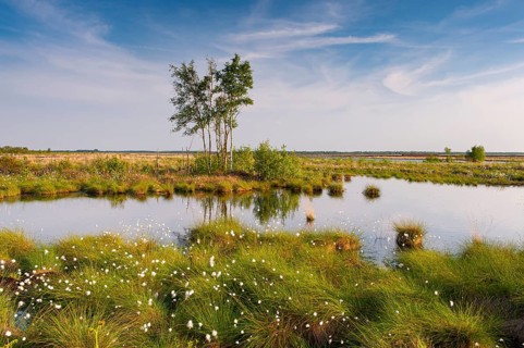 Birch trees in the expanse of the Goldenstedt moor with cotton grass in spring, Goldenstedt, Lower