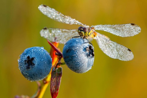 Black Darter (Sympetrum danae) on a blueberry, Goldenstedter Moor, Goldenstedt, Lower Saxony,