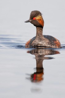 Black-necked Grebe (Podiceps nigricollis) in its plumage, Goldenstedter Moor, Goldenstedt, Lower