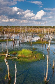 Torfmoos in the rewetted Rehdener Geestmoor, Rehdener Geestmoor, Diepholzer Moor lowlands, Rehden,