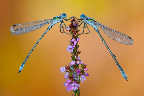 Emerald Damselfly (Lestes sponsa) on flowering heather in the Goldenstedt moor, Goldenstedt, Lower
