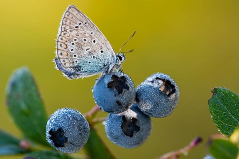Blue hay blue (Polyommatus icarus) on a blueberry, Goldenstedter Moor, Lower Saxony, Germany