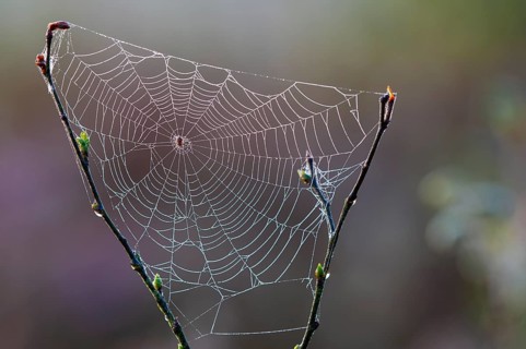 Spider web in Goldenstedter Moor, Goldenstedt, Lower Saxony, Germany
