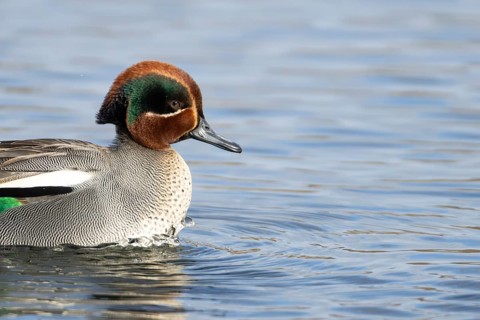 Common teal duck (Anas crecca) adult male bird on the water surface of a lake, England, United